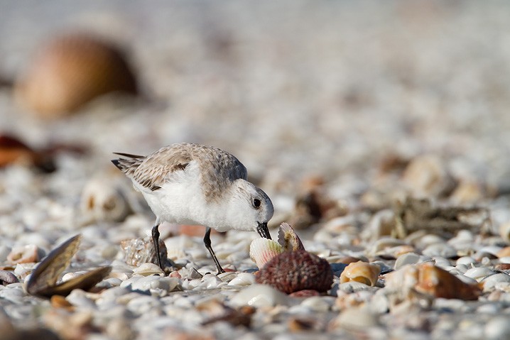 Sanderling Calidris alba Sanderling